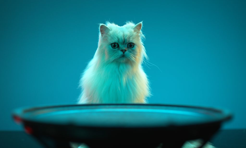 Psy wolą Beyoncé od Beethovena